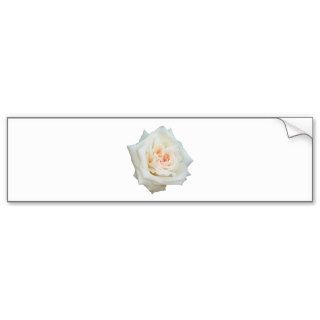 Close Up View Of A Beautiful White Rose Isolated Bumper Sticker