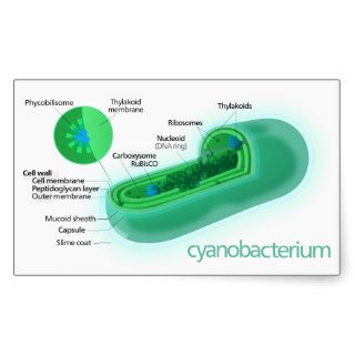 Diagram of a Typical Cyanobacteria Cell Rectangle Stickers
