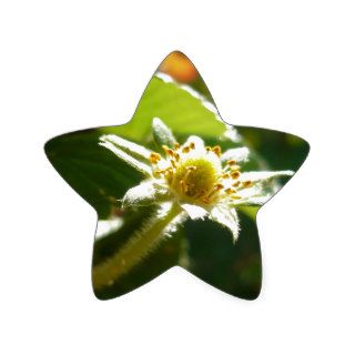 Small White Flower Star Stickers