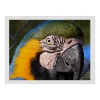 Blue and Gold Macaw Parrot Posters