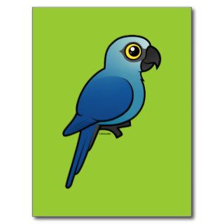 Spix's Macaw Postcards