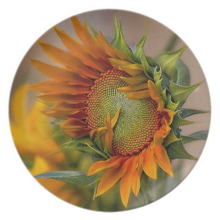 beautiful sunflower plate