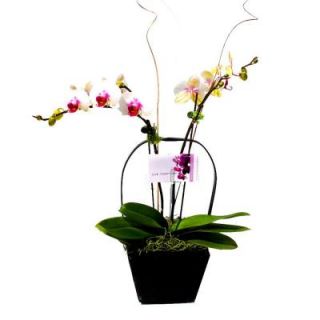 5 in. Premium Orchid in Basket 1