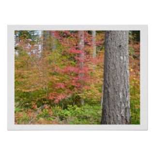 Ed Sutton   Fall Tree Poster