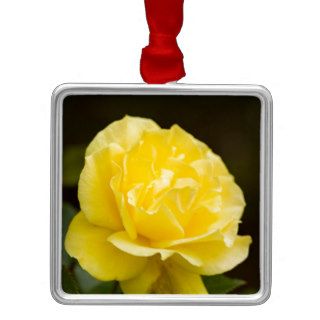Golden Yellow Rose Isolated on Black Background Christmas Ornaments