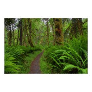 Maple Glade trail, ferns and moss covered Posters