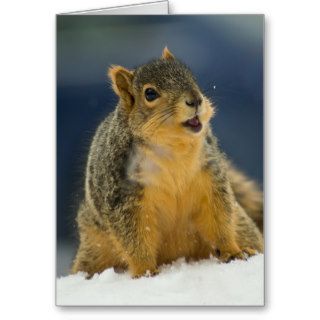 Squirrel In Snow Cards
