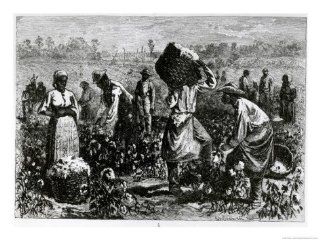 Slaves Picking Cotton on a Plantation Giclee Print Art (24 x 18 in)  