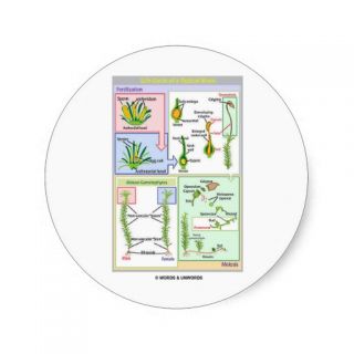 Life Cycle Of A Typical Moss (Bryophyte) Round Stickers