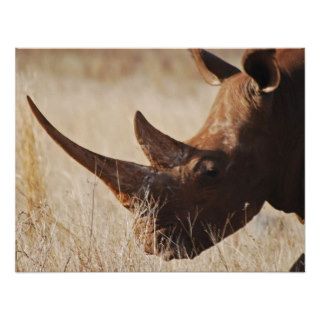African black rhino with big horns custom announcement