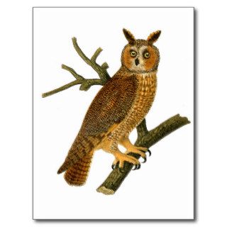 Antique Natural History Owl Illustration Postcard