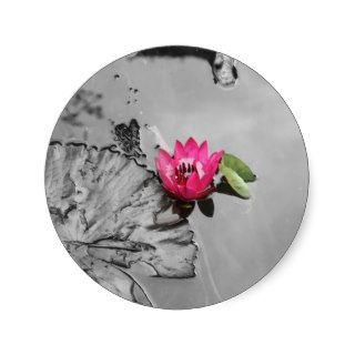 Pink Lotus (Black and White background) Round Stickers