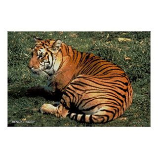 Bengal Tiger Print