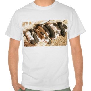 young mini pigs t shirts