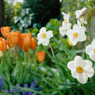 Martha Stewart Living Narcissus Actea/Tulip Orange Cassinni Dormant Bulbs (48 Pack) 70376