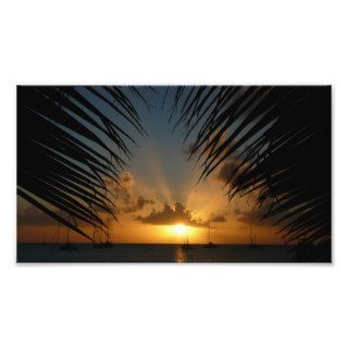 Sunset Through Palm Fronds Photo Print