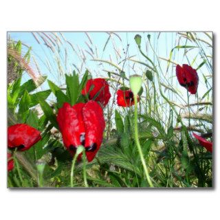 Landscape Close Up Poppies Against Morning Sky Postcard