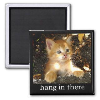 Hang In There   Kitten Magnet