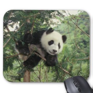 Giant Panda cub climbs a tree, Wolong Valley, Mousepads