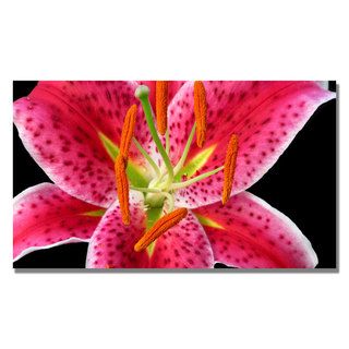 Kathie McCurdy 'Stargazer Lily' Floral Canvas Art Trademark Fine Art Canvas