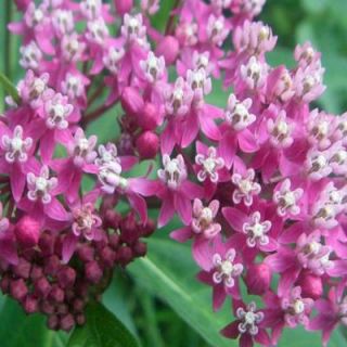 OnlinePlantCenter 1 gal. Soulmate Butterfly Milkweed Plant A149CL