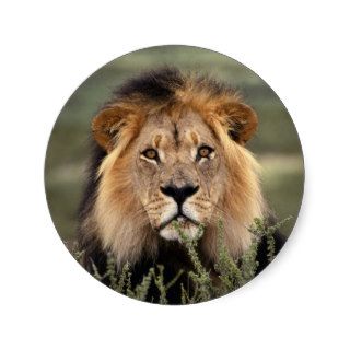 Alert Lion Round Sticker