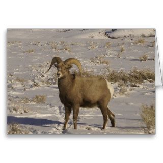 Bighorn Sheep  Snow and Sagebrush Cards