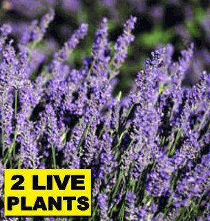 2   French Lavender (2) Two Live Plants Not Seeds   Super Hardy Perennial   fresh cut lavender (lavendar) or dried lavender flowers. Add freshness of lavender to any room as a sachet or in a vase This flowering plant makes the perfect flower arrangements