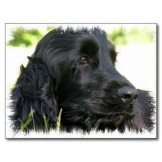 Black Cocker Spaniel Dog Postcard