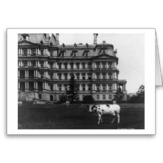 President Taft's Pet Cow Near War Building Greeting Cards
