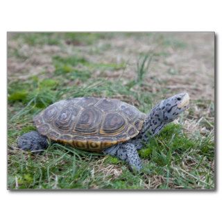 diamondback terrapin turtle postcard