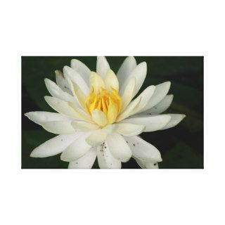 water lily lilypad flower art gallery wrap canvas