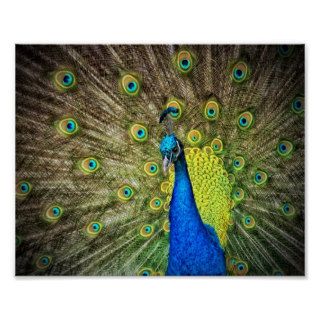 Peacock Color Beauty Print
