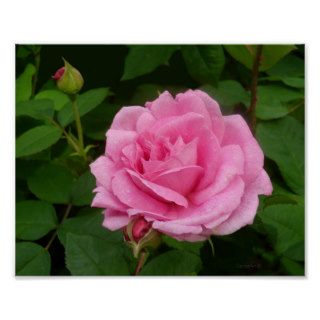 Gorgeous Pink Rose Print