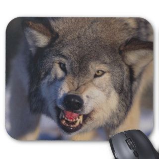 Gray Wolf Snarling in Snow Mousepads
