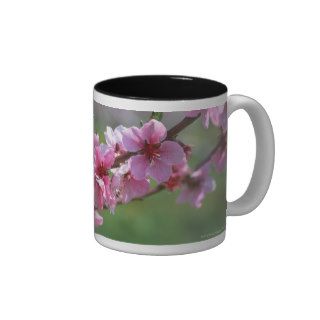 Apple Blossoms Coffee Mugs