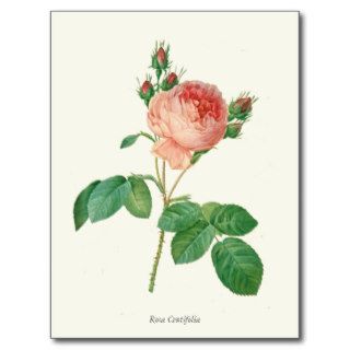 Vintage Pink Rose Botanical Print Post Cards