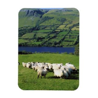 Sheep, Benbulben, Co Sligo, Ireland Magnets