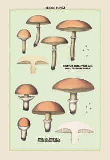 Buy Enlarge 0 587 04905 7C12X18 Edible Fungi  Boletus Luteus and Subluteus  Canvas Size C12X18   Prints