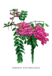 Buy Enlarge 0 587 03676 1P20x30 Robinia Neo Mexicana  Paper Size P20x30   Prints