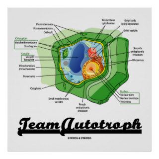 Team Autotroph (Plant Cell Biology) Posters