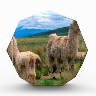 Sheep Llamas Andes Mountains Award
