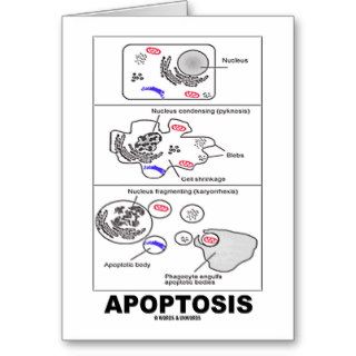 Apoptosis (Biology Cell Death) Cards