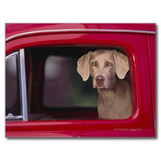 Weimaraner Sitting in an Automobile Post Cards