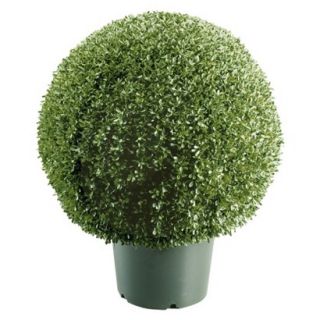 22 Mini Boxwood Ball with Green Pot