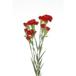 Globalrose 160 Red Spray Mini Carnations DISCONTINUED red spray carnations medium 160
