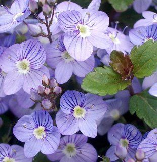 'Waterperry Blue' Veronica   Creeping Speedwell   3.25" Pot  Flowering Plants  Patio, Lawn & Garden