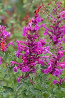 'Purple Pygmy' Hummingbird Mint   Agastache   Hardy   One Quart Pot  Flowering Plants  Patio, Lawn & Garden