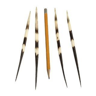African Crested Porcupine Large Quill (each) (Natural Bone)