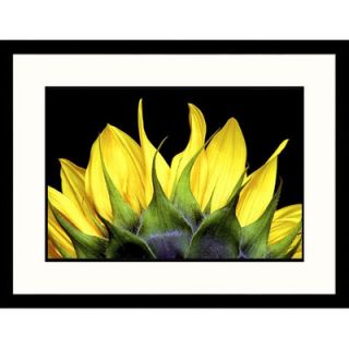 Great American Picture Top of Sunflower Framed Photograph